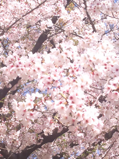 桜も満開ですね