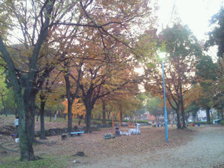公園の木々が綺麗に輝いて