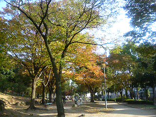 秋晴れの中、綺麗に色づいた樹木達